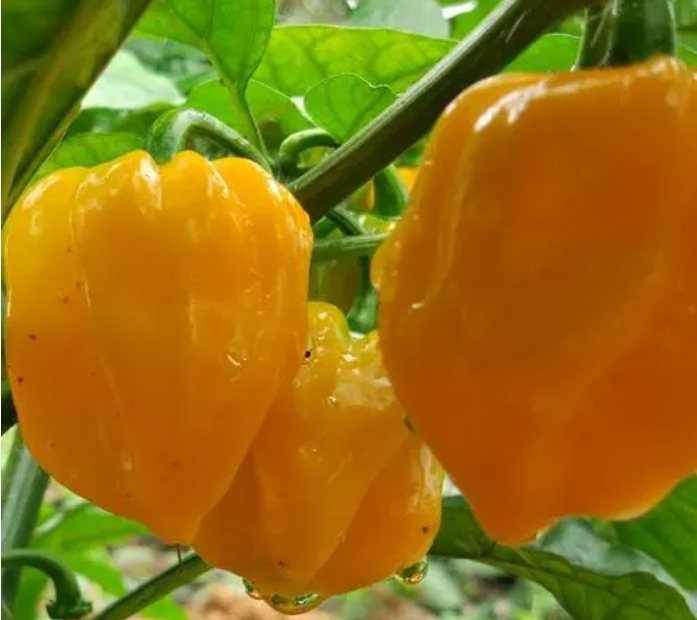 1700115853482654.png 微信截图_20231113113631.png