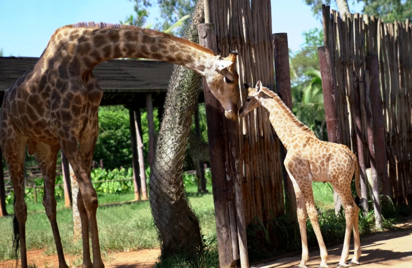 1708842483494578.png 微信截图_20240119150707.png