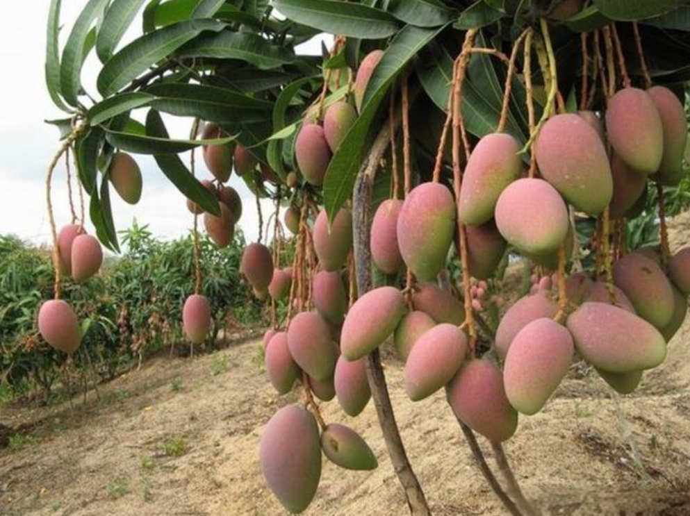 1715238132238761.png 微信截图_20240509104619.png