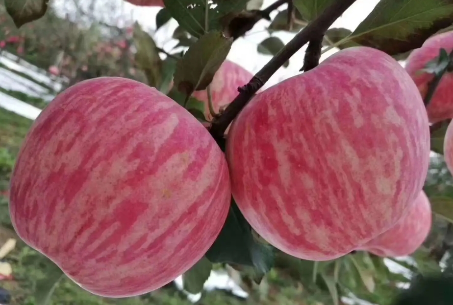 1717655813301497.png 微信截图_20240606141103.png