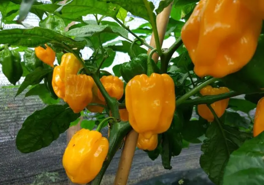 1724919359418848.png 002.png