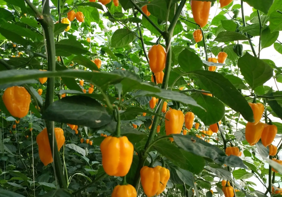 1726731538778479.png 微信截图_20240918152647.png