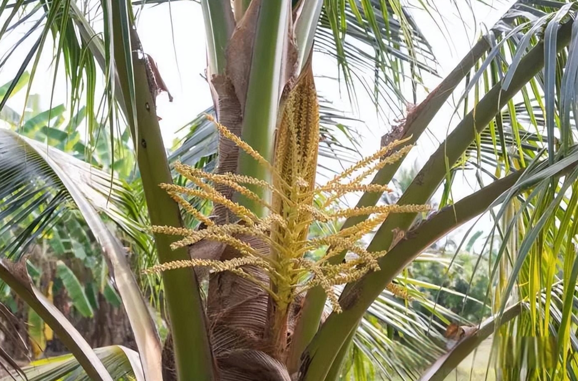 1734591998928825.png 微信截图_20241218112410.png